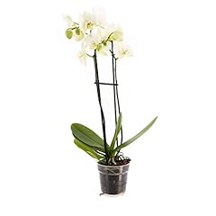Phalaenopsis double stemmed for sale  Delivered anywhere in UK