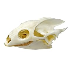 Taxidermy real animals for sale  Delivered anywhere in USA 