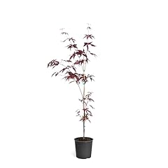 Brighter blooms emperor for sale  Delivered anywhere in USA 