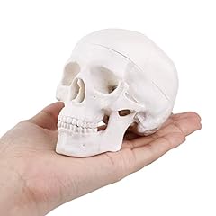 Miniature human skull for sale  Delivered anywhere in UK