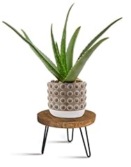 Obtain plant stand for sale  Delivered anywhere in USA 