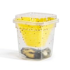 Fruit fly trap for sale  Delivered anywhere in UK