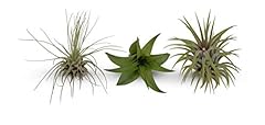 Mini tillandsia assortment for sale  Delivered anywhere in USA 