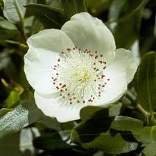 Eucryphia cordifolia lucida for sale  Delivered anywhere in UK
