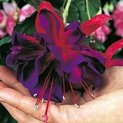 Fuchsia giant trailing for sale  Delivered anywhere in UK