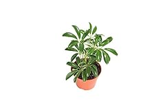 Schefflera arboricola umbrella for sale  Delivered anywhere in USA 