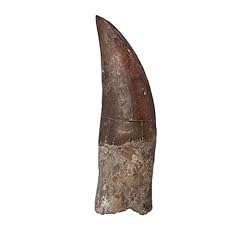 Carcharodontosaurus saharicus  for sale  Delivered anywhere in UK