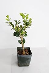 Generic mini bonsai for sale  Delivered anywhere in USA 