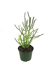 Pencil cactus live for sale  Delivered anywhere in USA 