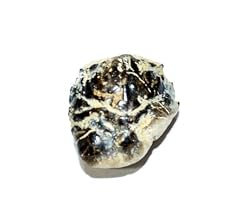 Notopocorystes stokesii crab for sale  Delivered anywhere in USA 