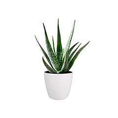 Aloe vera plant for sale  Delivered anywhere in Ireland