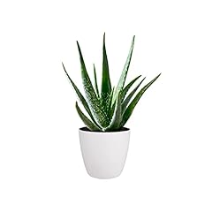 Aloe vera plant for sale  Delivered anywhere in UK