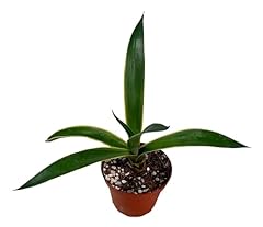Fatplants succulent plant for sale  Delivered anywhere in USA 