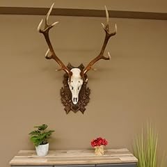 trophee cerf d'occasion  Livré partout en France