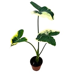 Bubbleblooms alocasia mickey for sale  Delivered anywhere in USA 