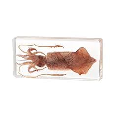 Taxidermy squid real for sale  Delivered anywhere in USA 