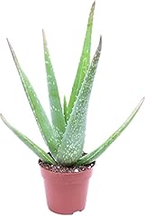 Aloe vera medica usato  Spedito ovunque in Italia 
