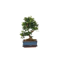 Plant box carmona d'occasion  Livré partout en France