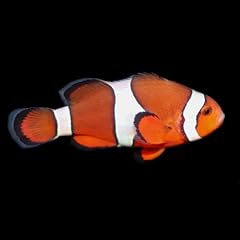 Live captive bred for sale  Delivered anywhere in USA 