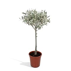 Olea usato  Spedito ovunque in Italia 