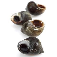 Live winkles 4kg for sale  Delivered anywhere in UK