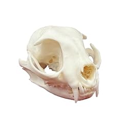 Natural cat skull for sale  Delivered anywhere in UK
