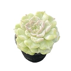 Sprout green echeveria for sale  Delivered anywhere in USA 