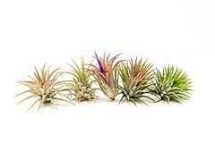 Air plants ionantha for sale  Delivered anywhere in USA 