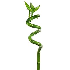 Lucky bamboo 40cm for sale  Delivered anywhere in Ireland