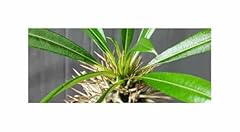 Pezzi 10x pachypodium usato  Spedito ovunque in Italia 