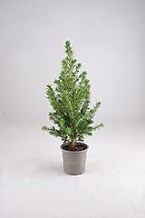 Picea glauca conica for sale  Delivered anywhere in UK