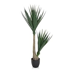 yucca d'occasion  Livré partout en France