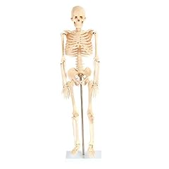 Bones model skull for sale  Delivered anywhere in USA 