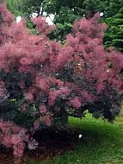 Cotinus coggygria smoke for sale  Delivered anywhere in USA 