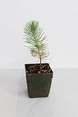 Generic mini bonsai for sale  Delivered anywhere in USA 
