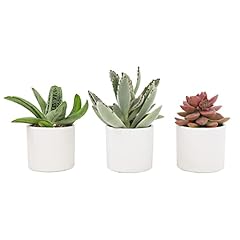 Plants pets succulents for sale  Delivered anywhere in USA 