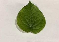 Fresh betel leaf for sale  Delivered anywhere in USA 