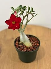 Desert rose for sale  Delivered anywhere in USA 