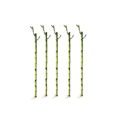 Stalks inch straight for sale  Delivered anywhere in USA 