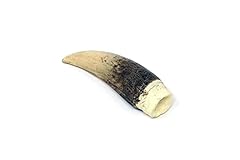 Large crocodile tooth for sale  Delivered anywhere in USA 
