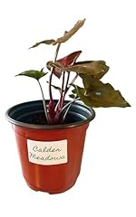 Arrowhead plant live for sale  Delivered anywhere in USA 