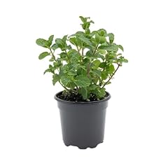 Live spearmint plant for sale  Delivered anywhere in USA 