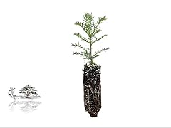 Coast redwood tree for sale  Delivered anywhere in USA 