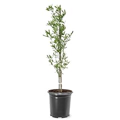 Live oak tree for sale  Delivered anywhere in USA 