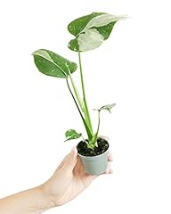 Plnts baby monstera gebraucht kaufen  Wird an jeden Ort in Deutschland