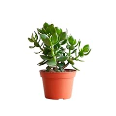 Bloompost crassula ovata for sale  Delivered anywhere in Ireland