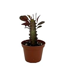 Royal red african for sale  Delivered anywhere in USA 