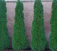 Four pack emerald for sale  Delivered anywhere in USA 