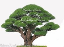 Casuarina equisetifolia austra gebraucht kaufen  Wird an jeden Ort in Deutschland
