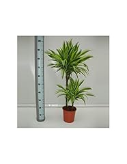 Pianta dracaena fr.der.lemon usato  Spedito ovunque in Italia 